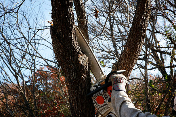 Best Tree Trimming and Pruning  in Mount Carmel, OH