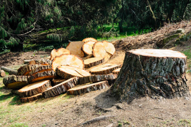 Best Tree and Shrub Care  in Mount Carmel, OH